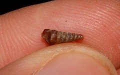 Strigillaria