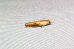 Pseudexentera costomaculana