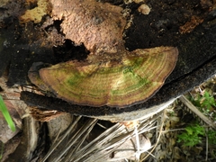 Fungi