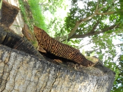Fungi