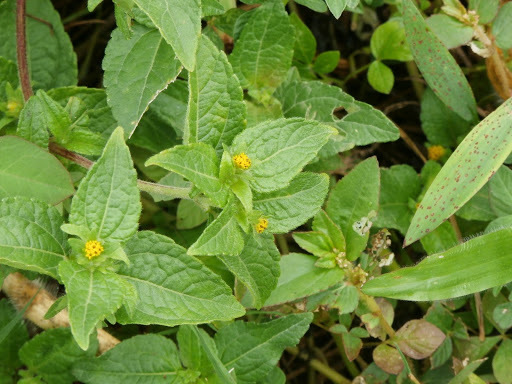 Eleutheranthera