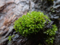 Syntrichia latifolia