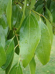 Cinnamomum yabunikkei