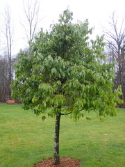 Cinnamomum yabunikkei