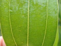 Cinnamomum yabunikkei