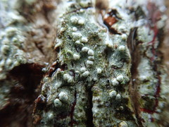 Pertusaria leioplaca