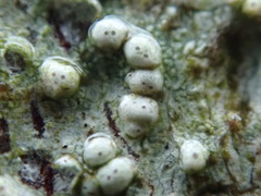 Pertusaria leioplaca