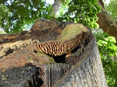 Fungi