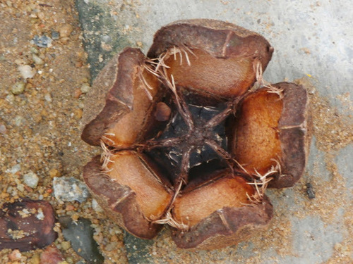 African Mahogany (Khaya grandifoliola)