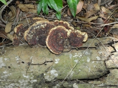 Fungi
