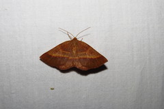 Metarranthis obfirmaria
