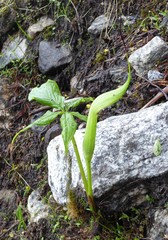 Arisaema jacquemontii