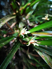 Maxillaria oreocharis image