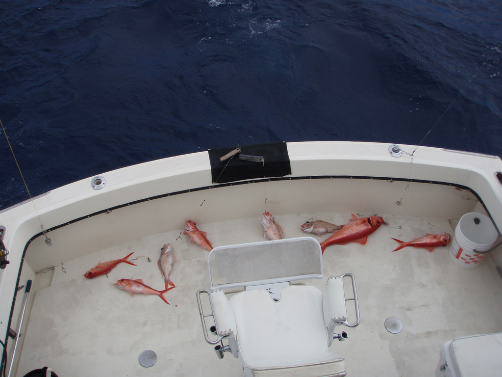 Queen Snapper