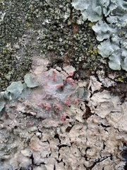 Marchandiomyces corallinus