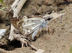 Chiomara asychis autander