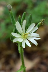 Lactuca hispida