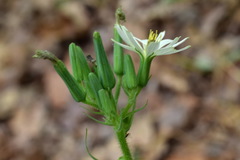 Lactuca hispida