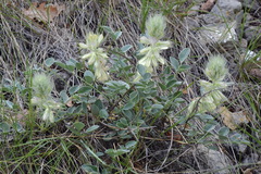 Hedysarum candidum