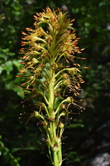 Eremurus spectabilis