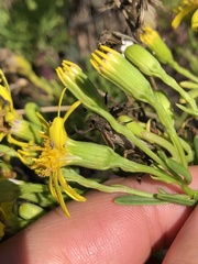 Senecio riddellii