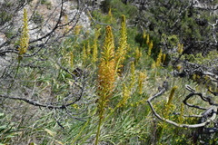 Eremurus spectabilis