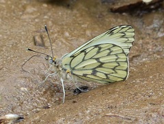 Hesperocharis anguitia