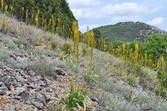 Eremurus spectabilis