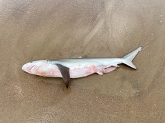 Carcharhinus brachyurus
