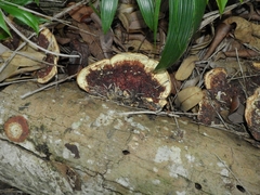 Fungi