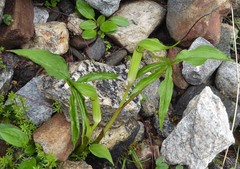 Arisaema jacquemontii
