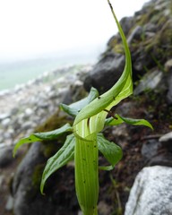 Arisaema jacquemontii