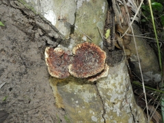 Fungi