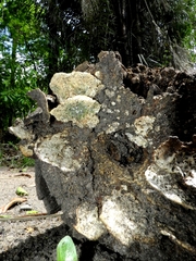 Fungi