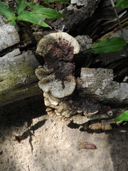 Polyporaceae