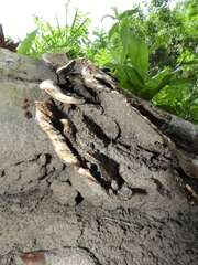Polyporaceae