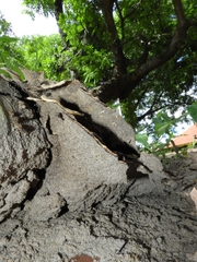 Polyporaceae