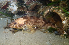 Hexagrammos stelleri