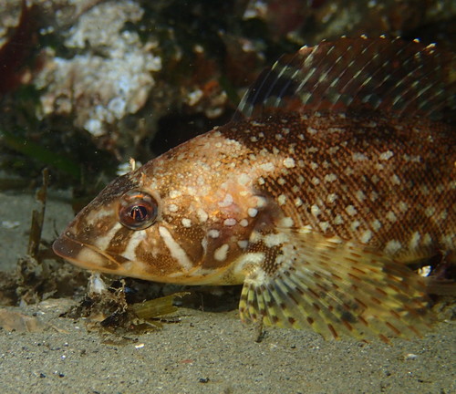 Whitespotted Greenling