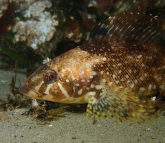 Hexagrammos stelleri
