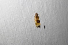 Clepsis melaleucanus