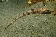 Odontopyxis trispinosa