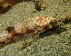 Odontopyxis trispinosa