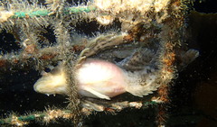 Nautichthys oculofasciatus