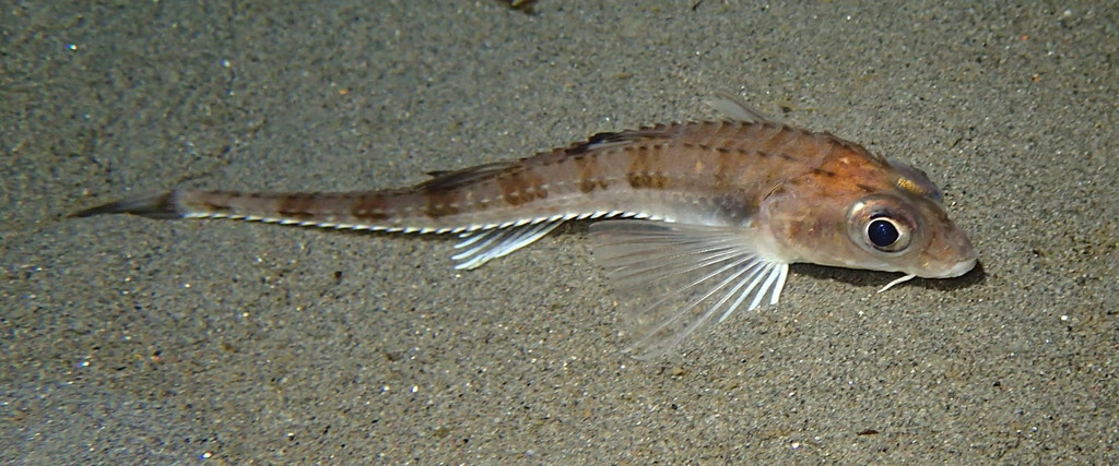 Blacktip poacher (Xeneretmus latifrons) — Agonidae