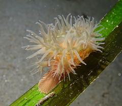 Epiactis lisbethae