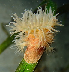 Epiactis lisbethae