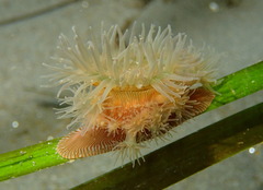 Epiactis lisbethae