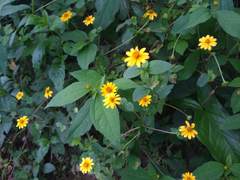 Melampodium divaricatum