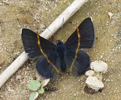 Parcella amarynthina